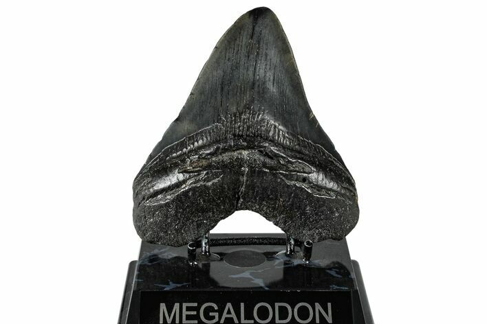 Fossil Megalodon Tooth - South Carolina #299435